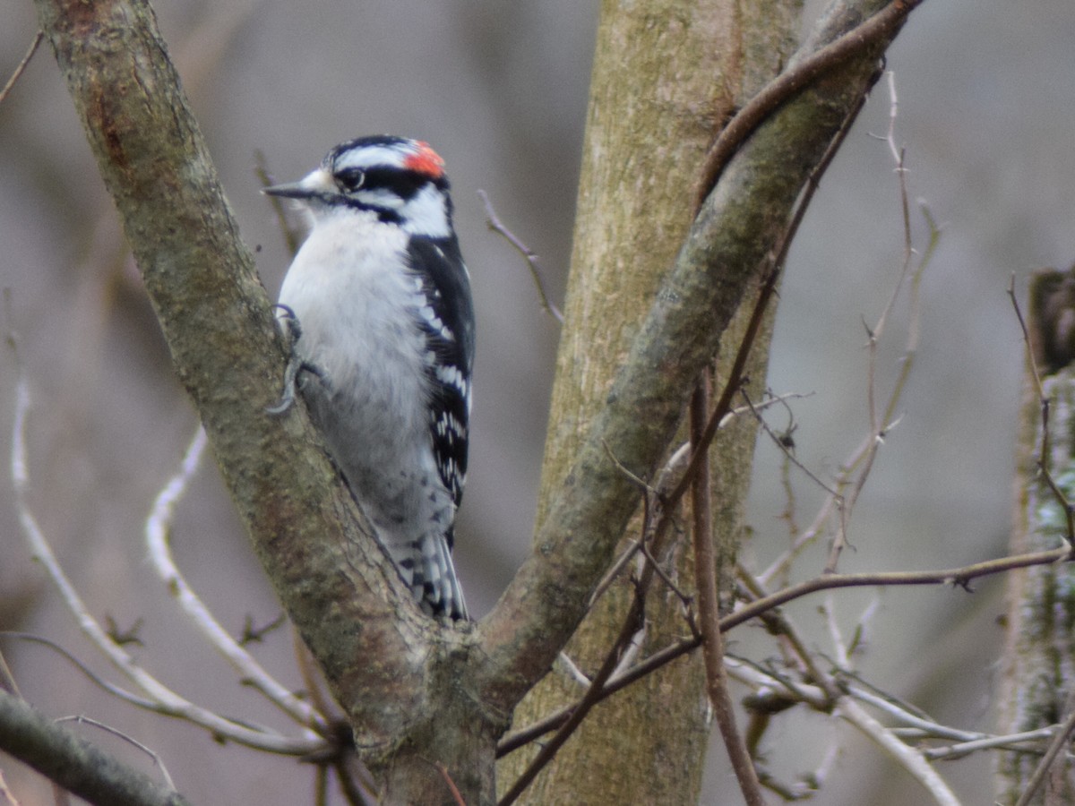 Downy Woodpecker - ML647663725