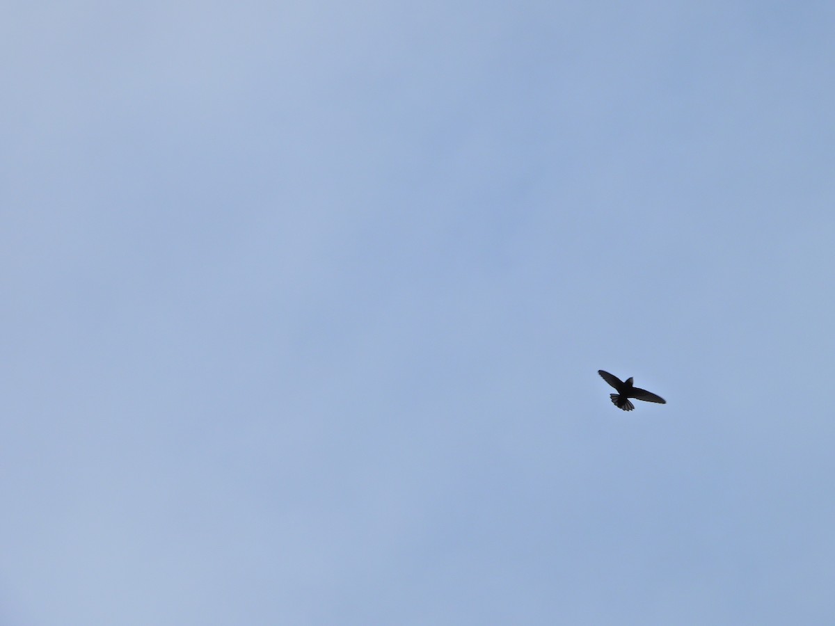 House Swift - ML647663726