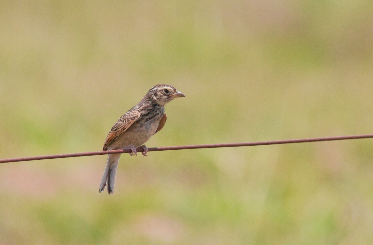 skřivan australasijský - ML647663727