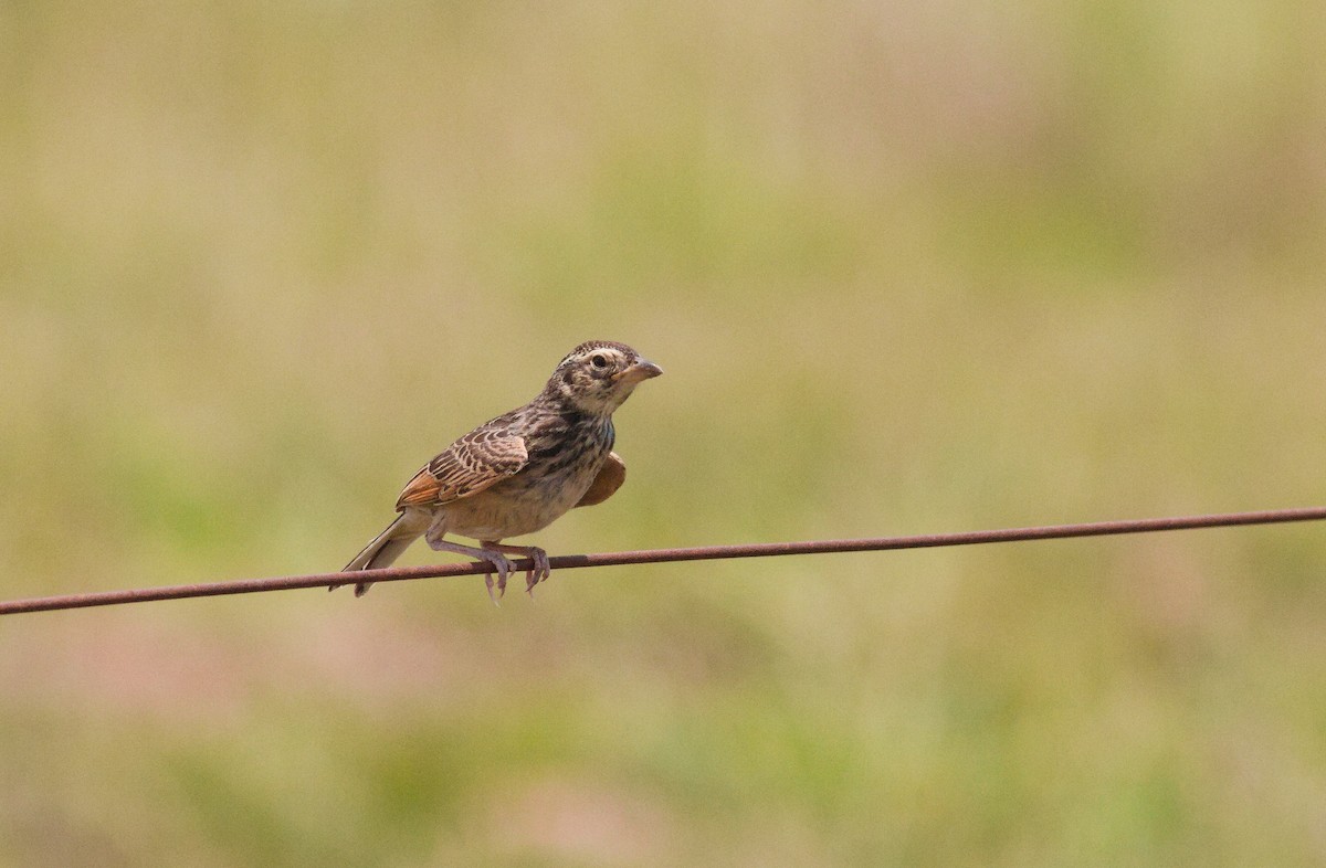 skřivan australasijský - ML647663728