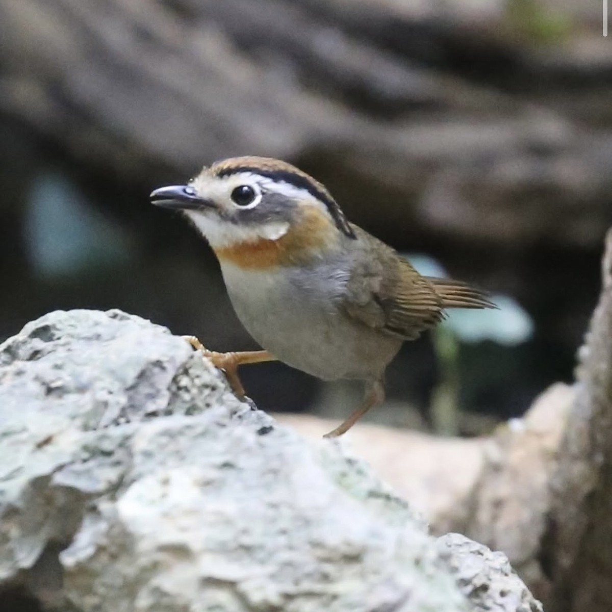 Rufous-throated Fulvetta - ML647663730