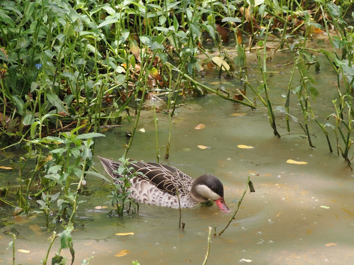 Red-billed Duck - ML647663783