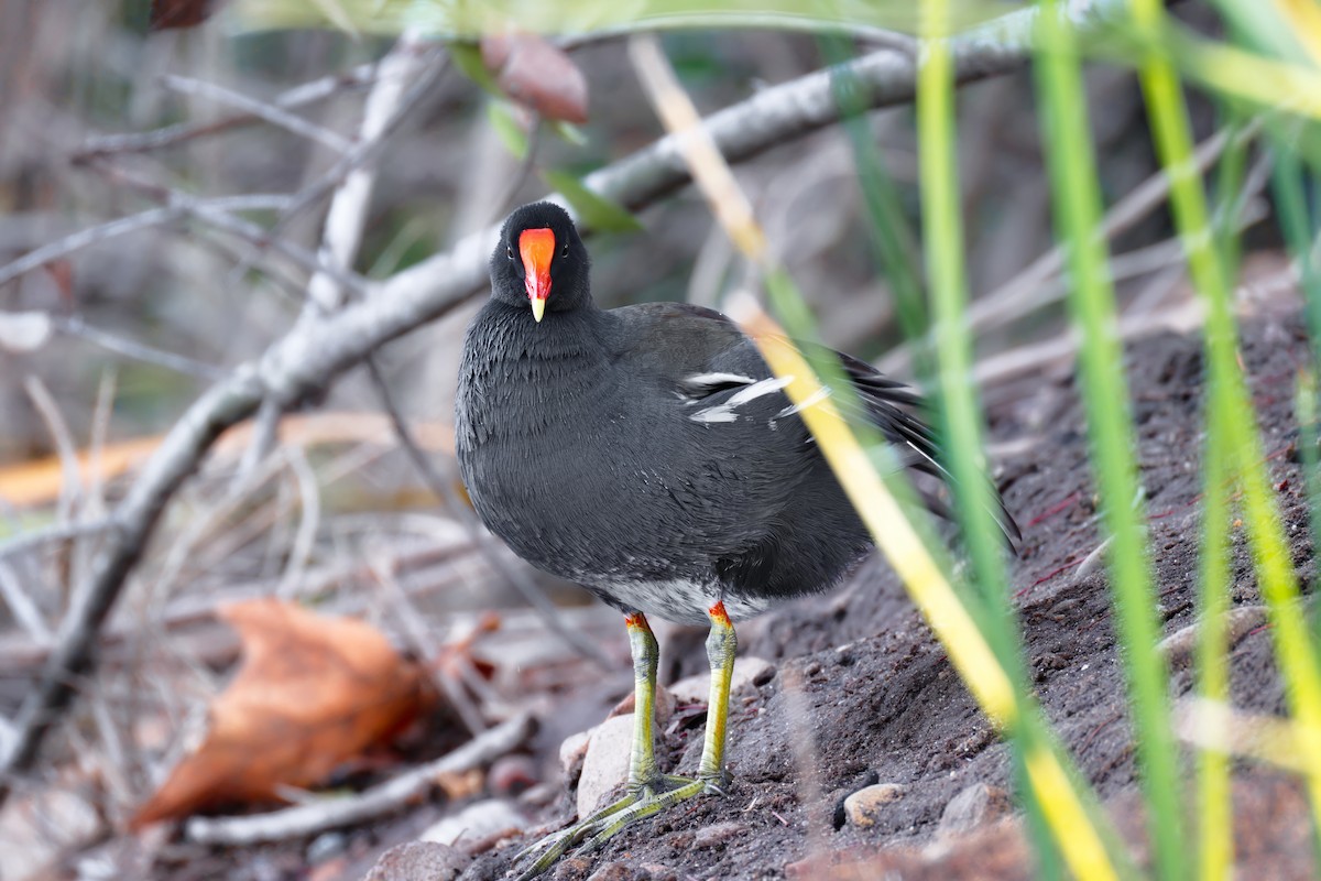 Курочка латиноамериканська - ML647663802