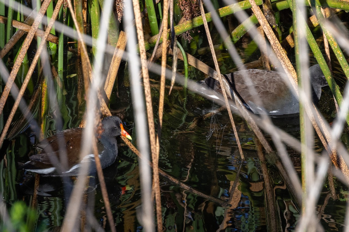 Курочка латиноамериканська - ML647663808