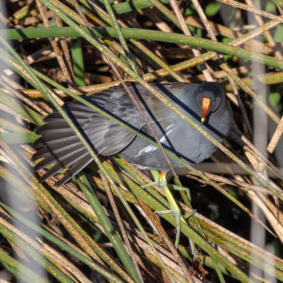 Курочка латиноамериканська - ML647663809