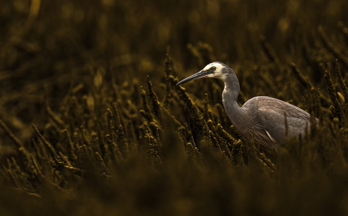 White-faced Heron - ML647663812
