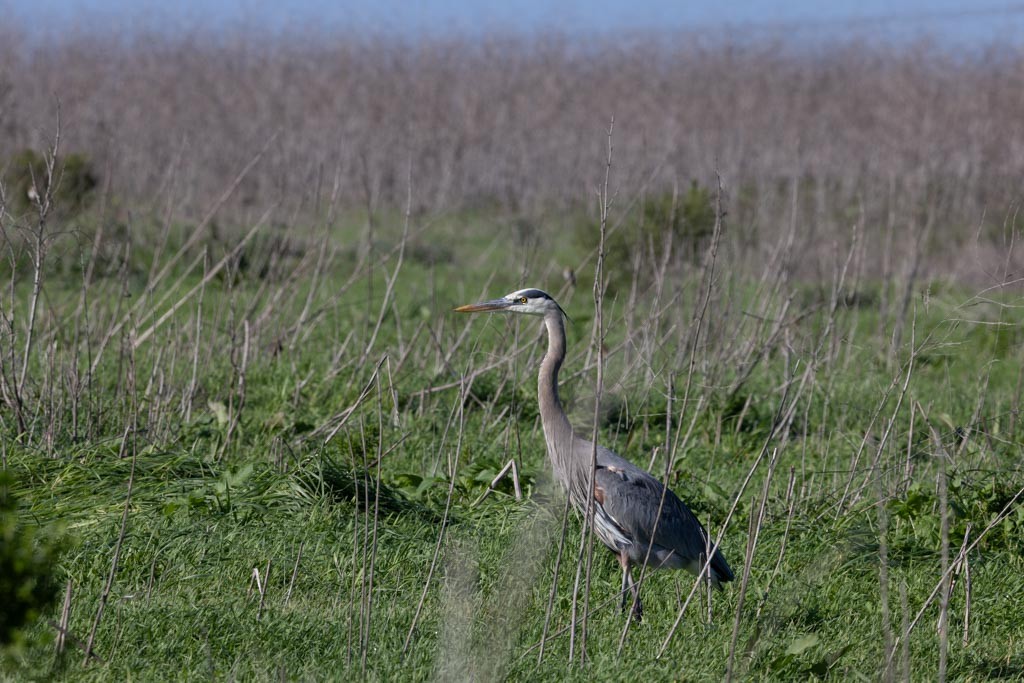 Great Blue Heron - ML647663817