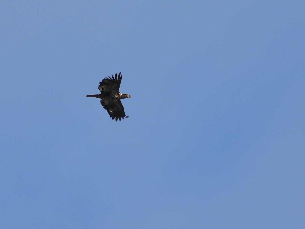 Itsas arrano buruzuria - ML647663818