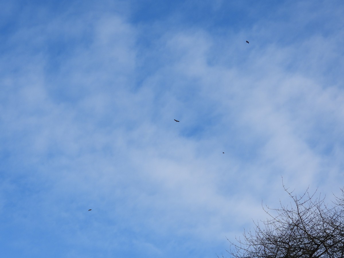 Itsas arrano buruzuria - ML647663819