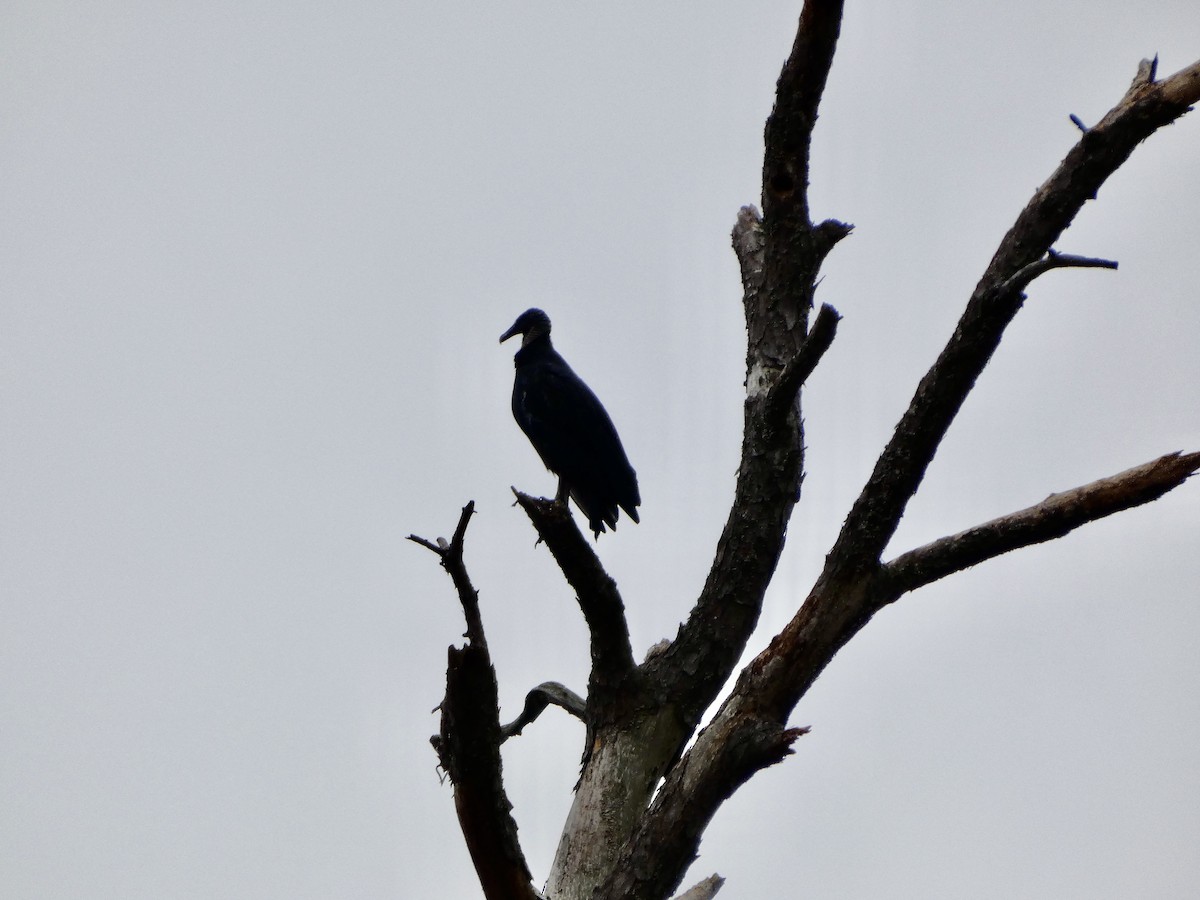 Катарта чорна - ML647663825