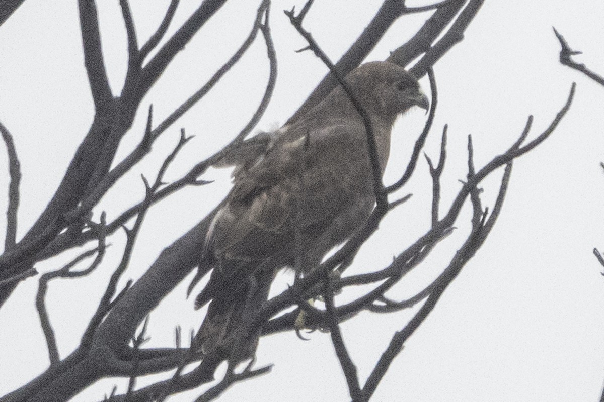 Busardo Hawaiano - ML647663850