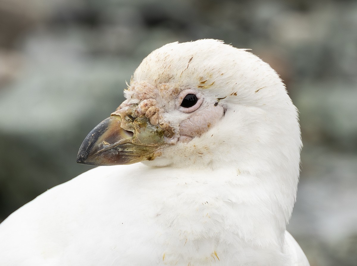 Picovaina de las Malvinas - ML647663851