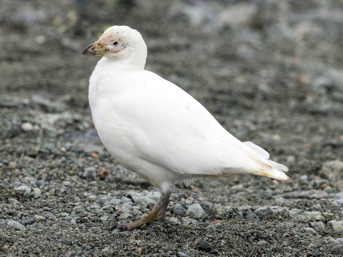 Picovaina de las Malvinas - ML647663852