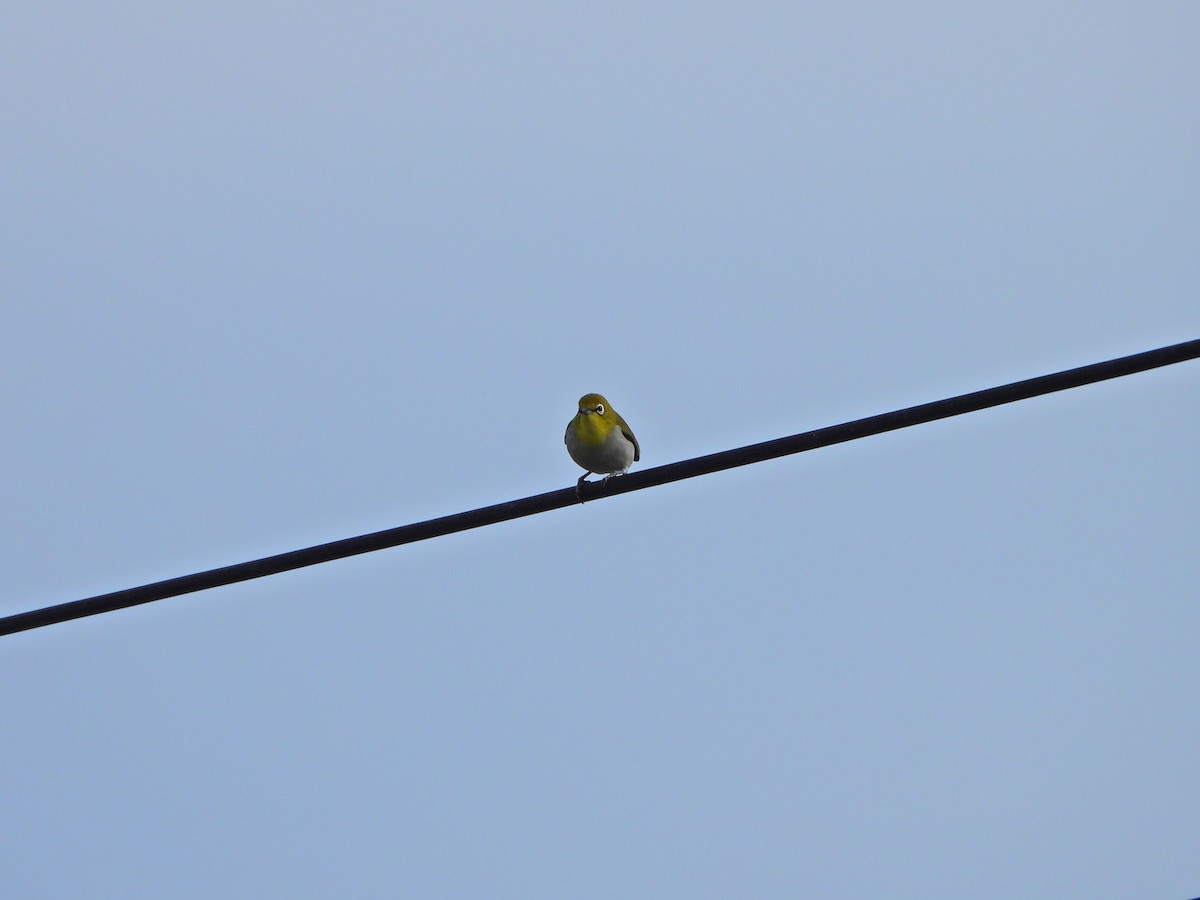 Anteojitos de Swinhoe - ML647663857