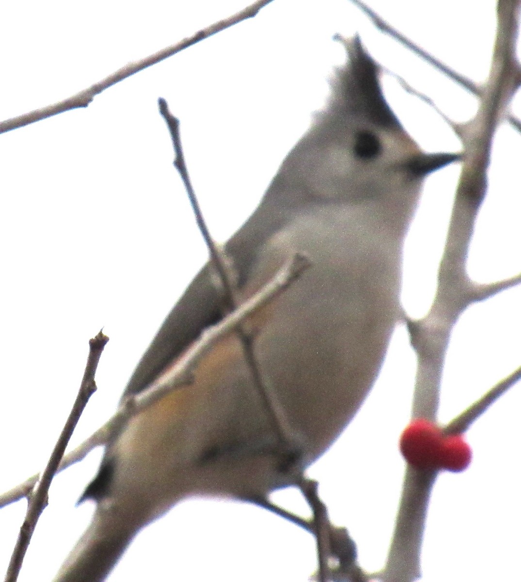 Herrerillo Crestinegro - ML647663858