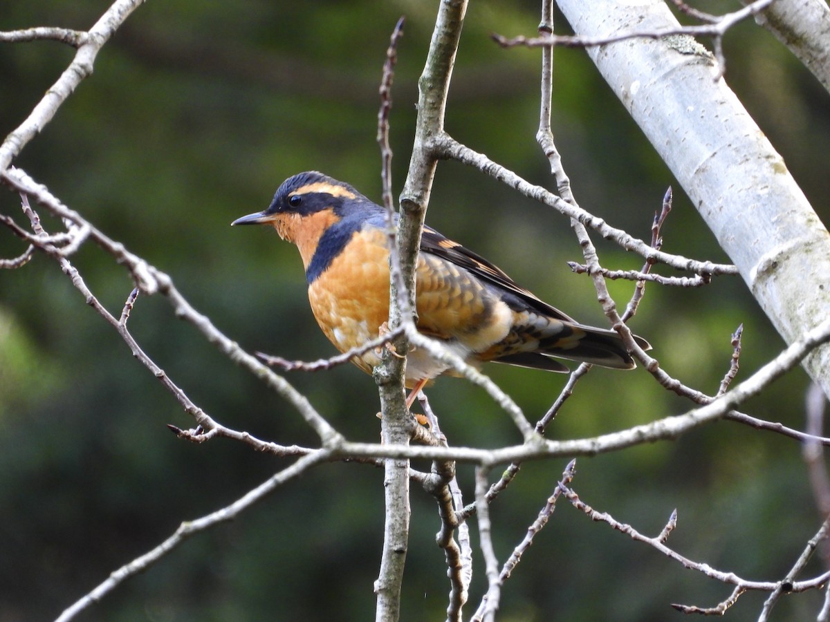 Zorzal Pinto - ML647663859