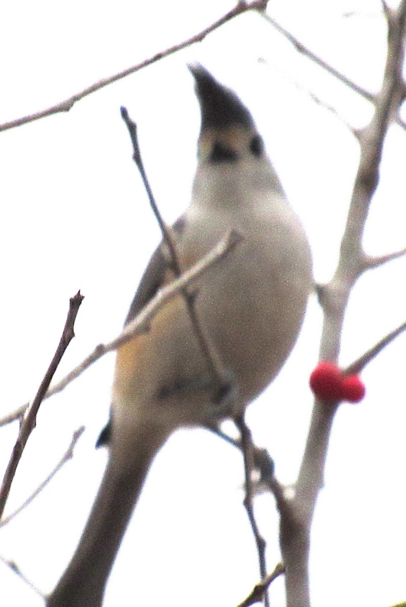 Herrerillo Crestinegro - ML647663860