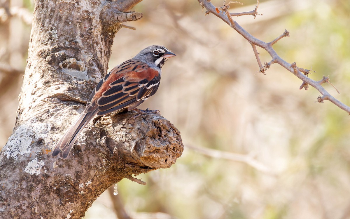 Chingolo Embridado - ML647663861