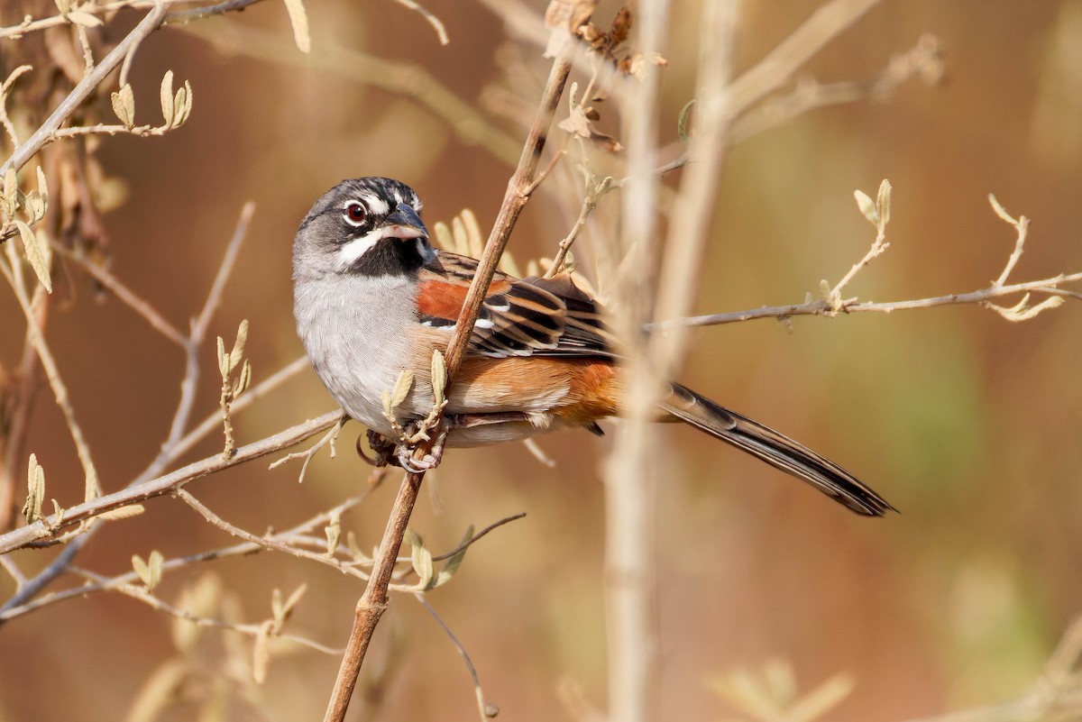 Chingolo Embridado - ML647663862
