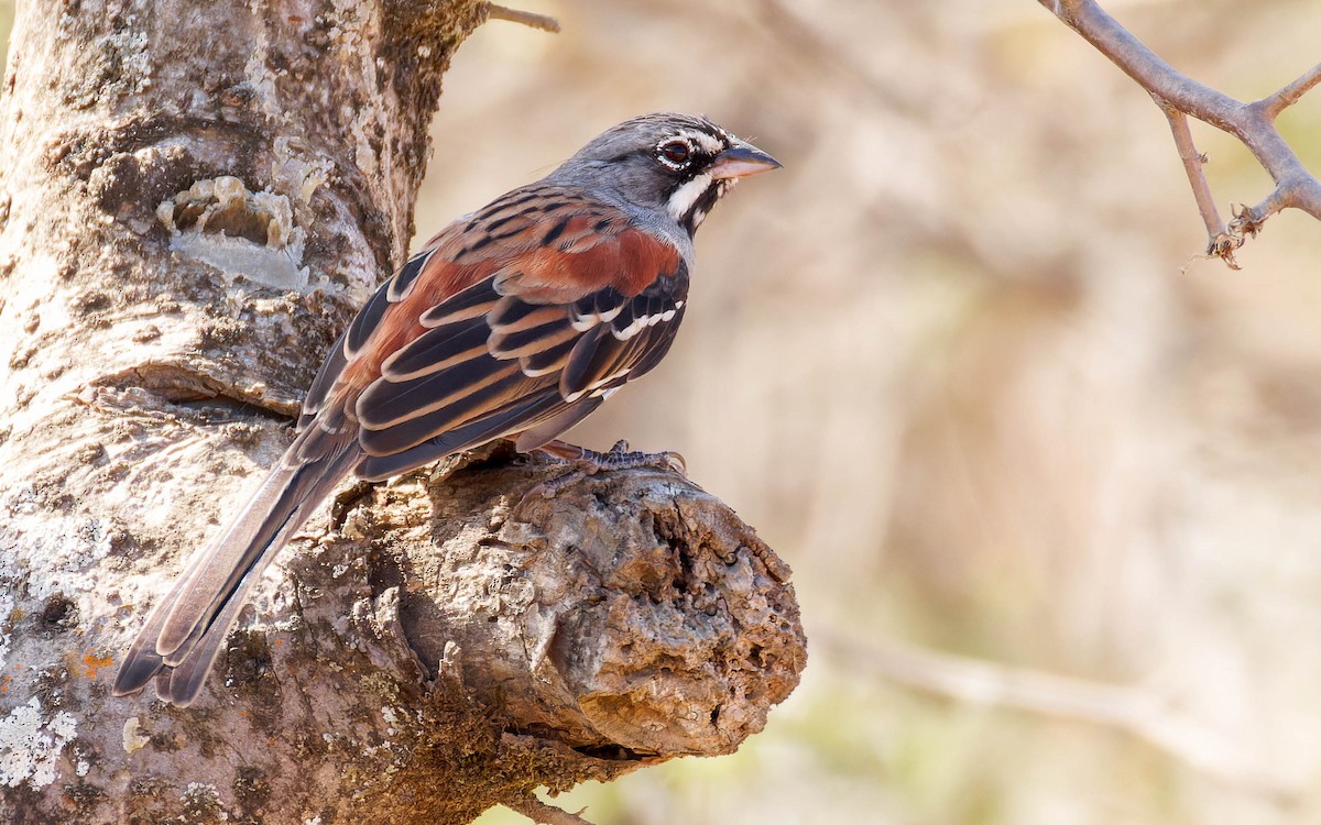 Chingolo Embridado - ML647663863