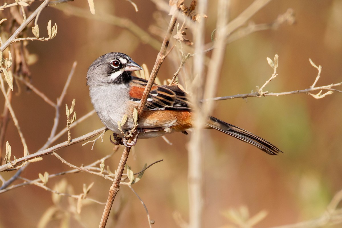 Chingolo Embridado - ML647663864