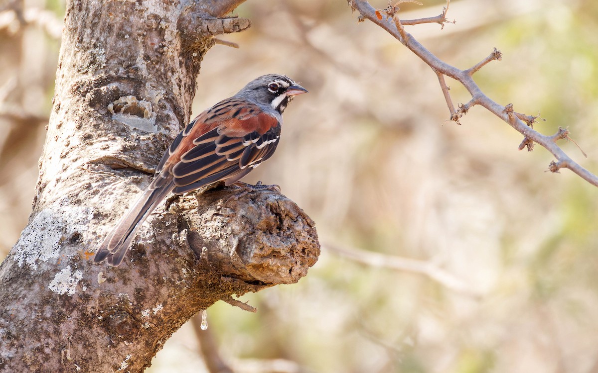 Chingolo Embridado - ML647663865