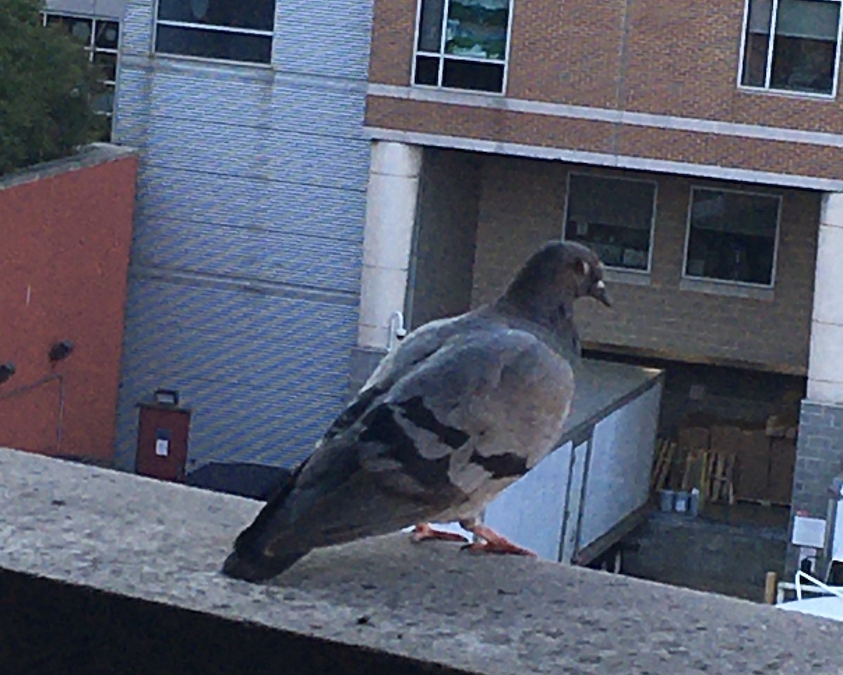 Paloma Bravía (variedad doméstica) - ML647663866