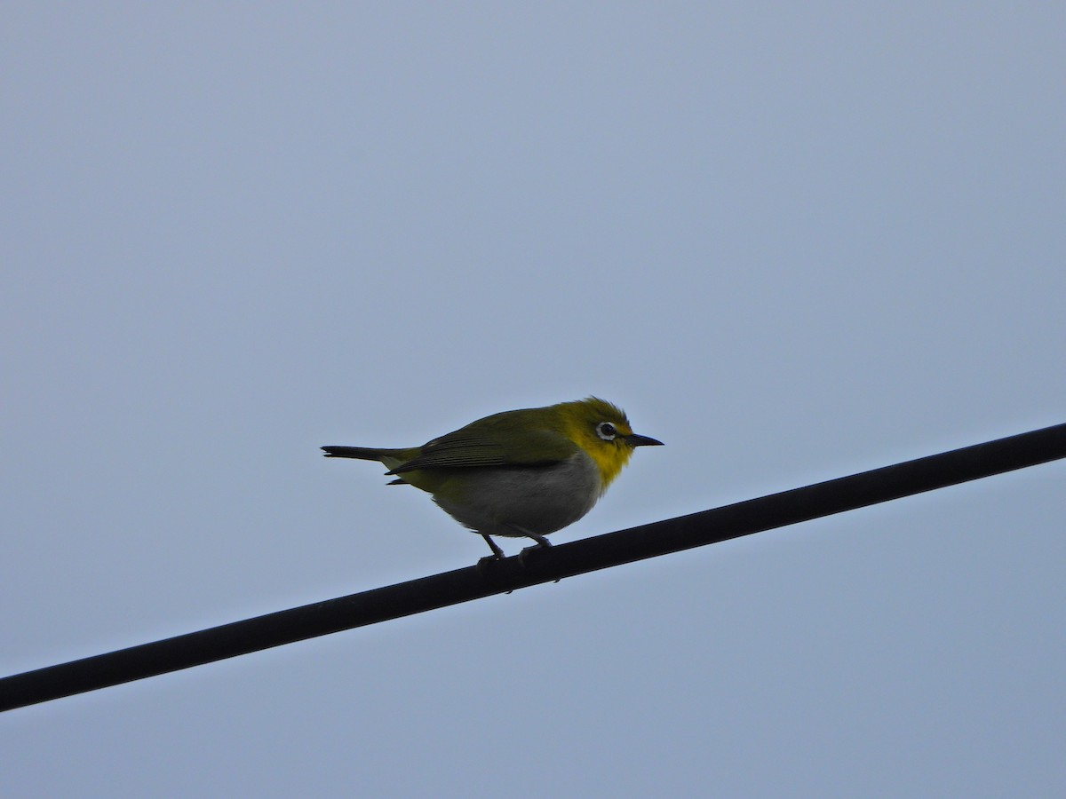 Anteojitos de Swinhoe - ML647663867