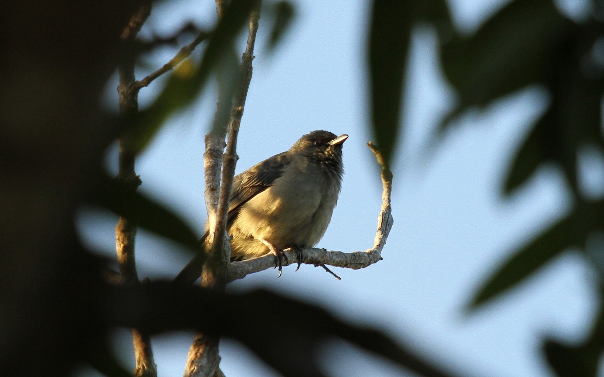 Estornino de Nueva Caledonia - ML647663868