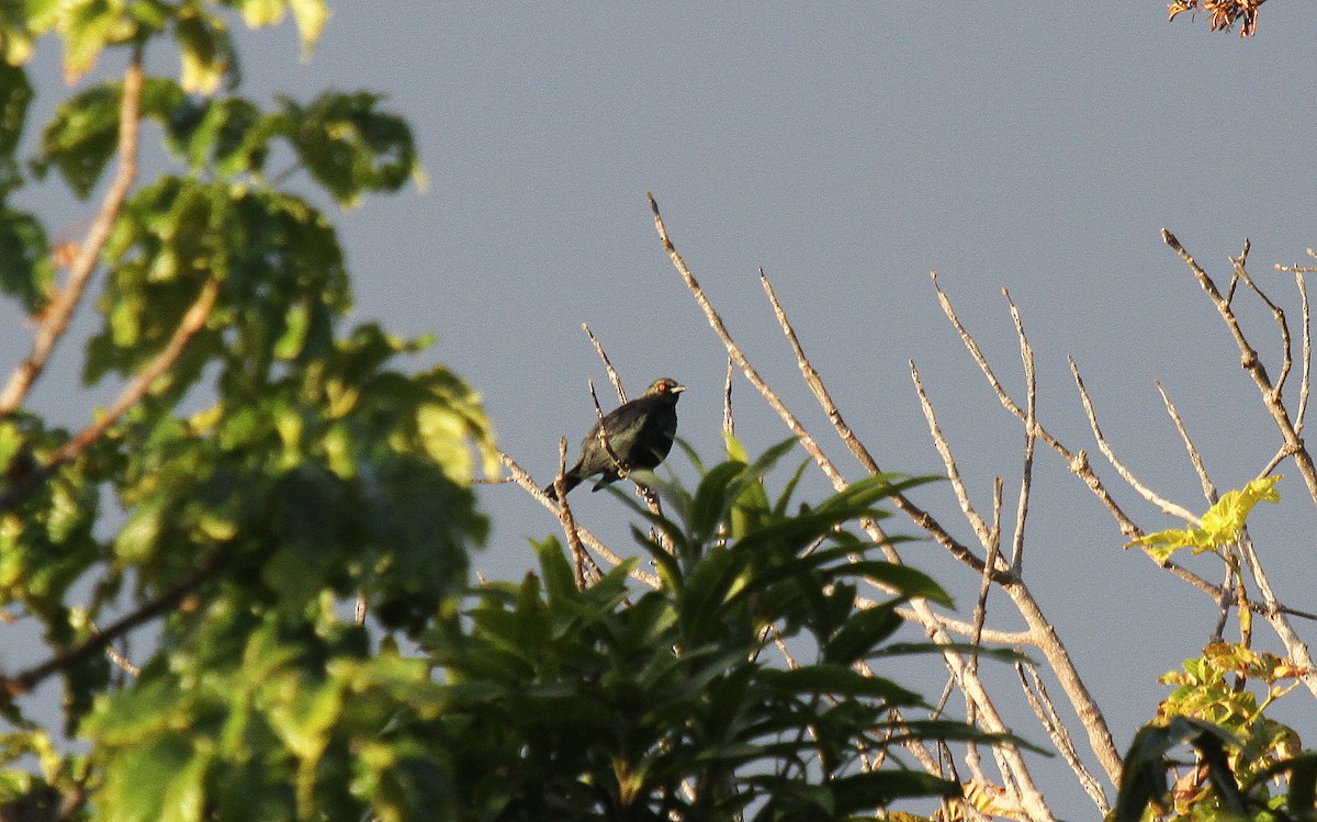 Estornino de Nueva Caledonia - ML647663869