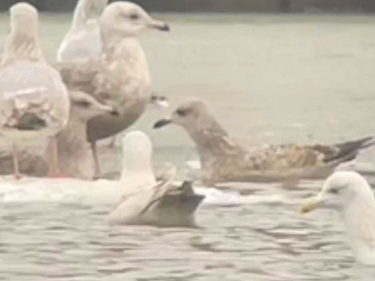 Gaviota Groenlandesa (Esquimal/de Kumlien) - ML647663870