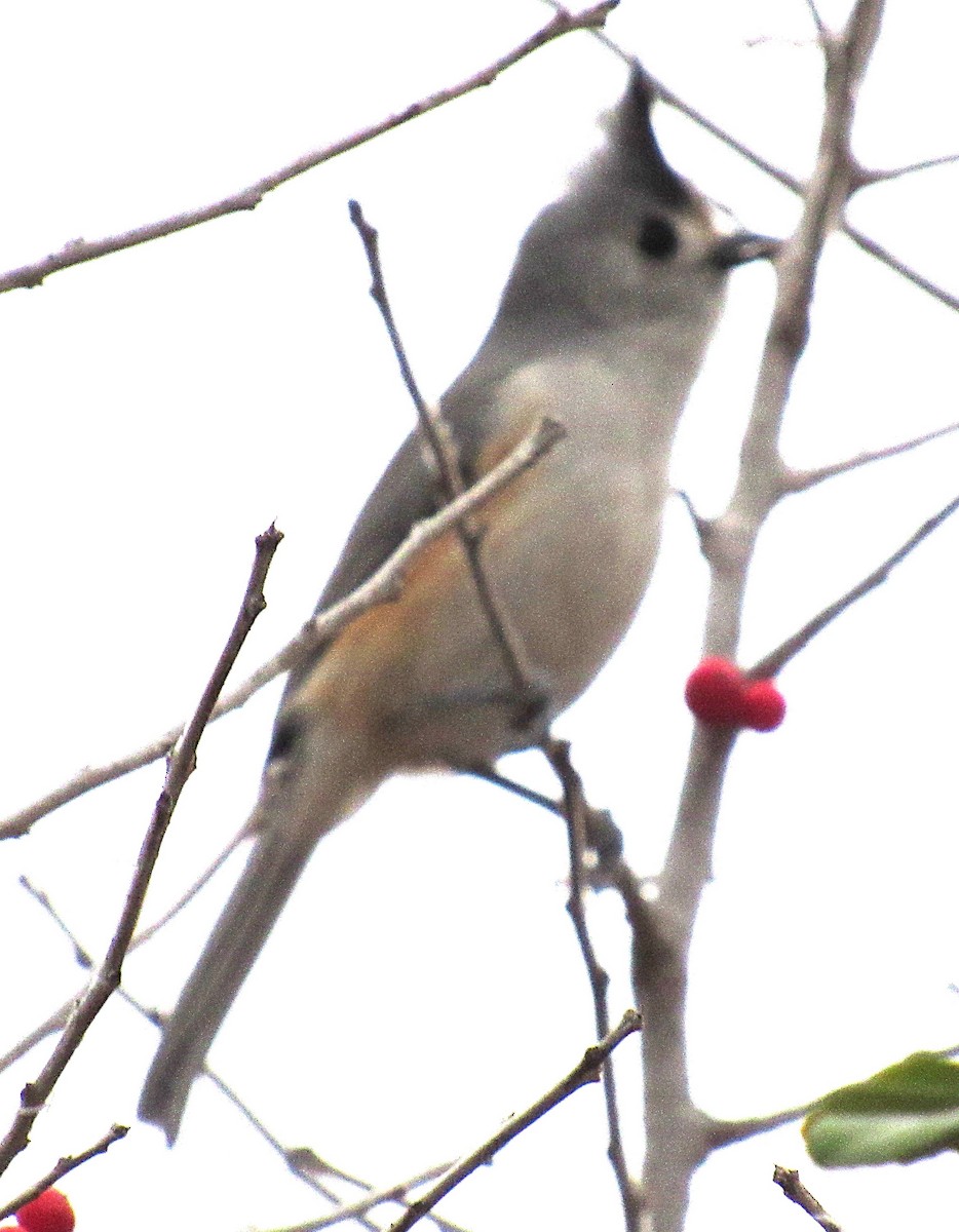 Herrerillo Crestinegro - ML647663871