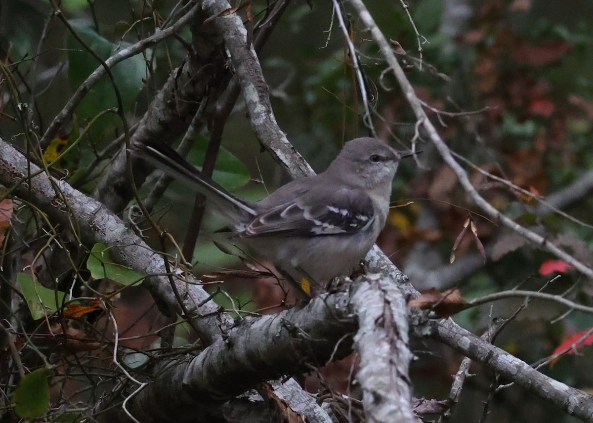 Sinsonte Norteño - ML647663872