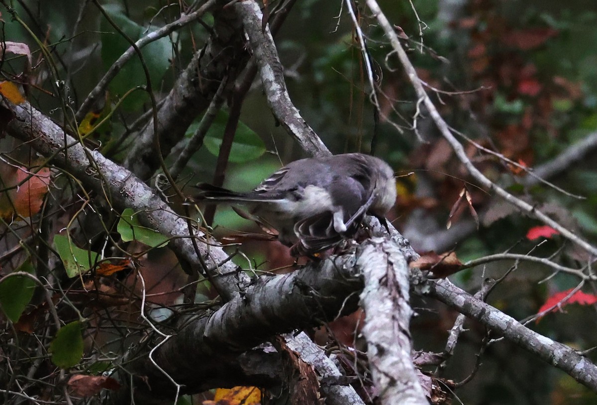 Sinsonte Norteño - ML647663873