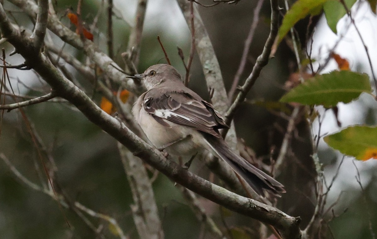 Sinsonte Norteño - ML647663874