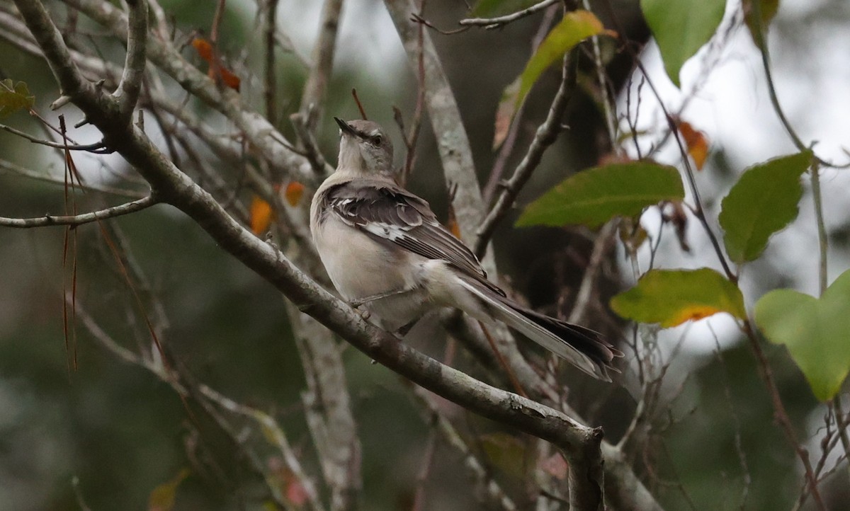 Sinsonte Norteño - ML647663875