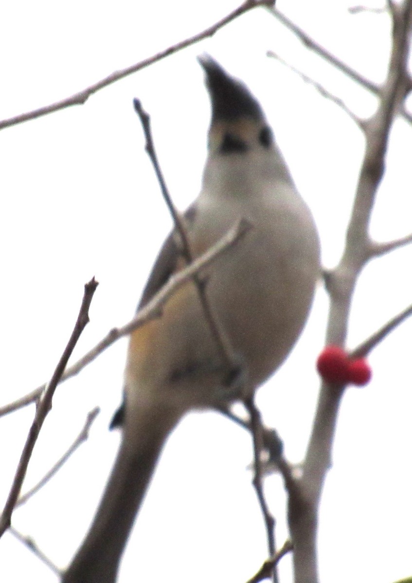 Herrerillo Crestinegro - ML647663876