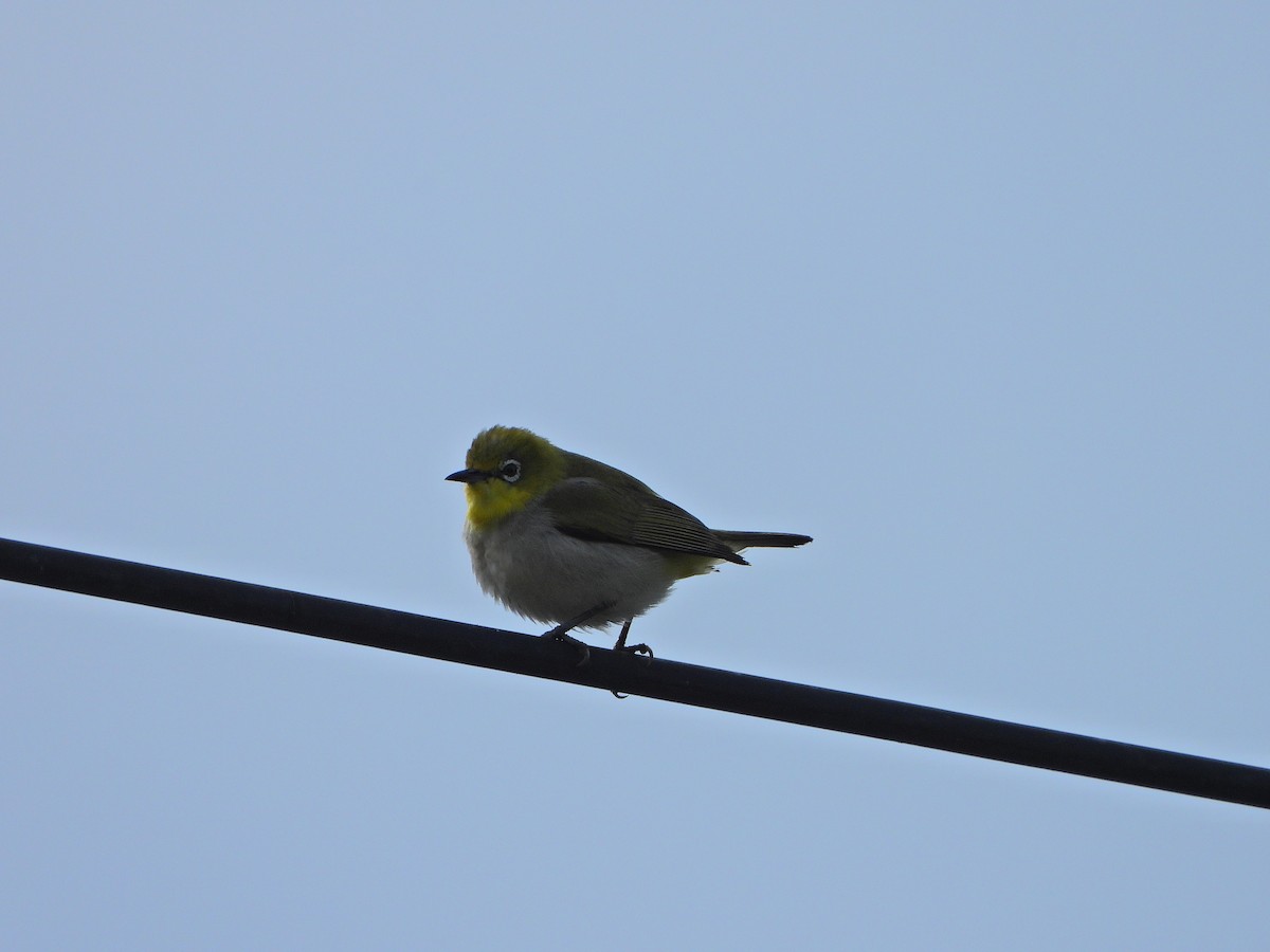 Anteojitos de Swinhoe - ML647663877