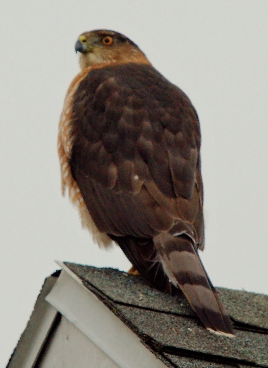 Gavilán de Cooper - ML647663879