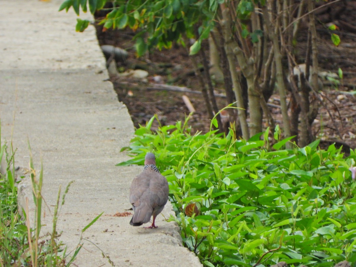 Tórtola Moteada - ML647663880