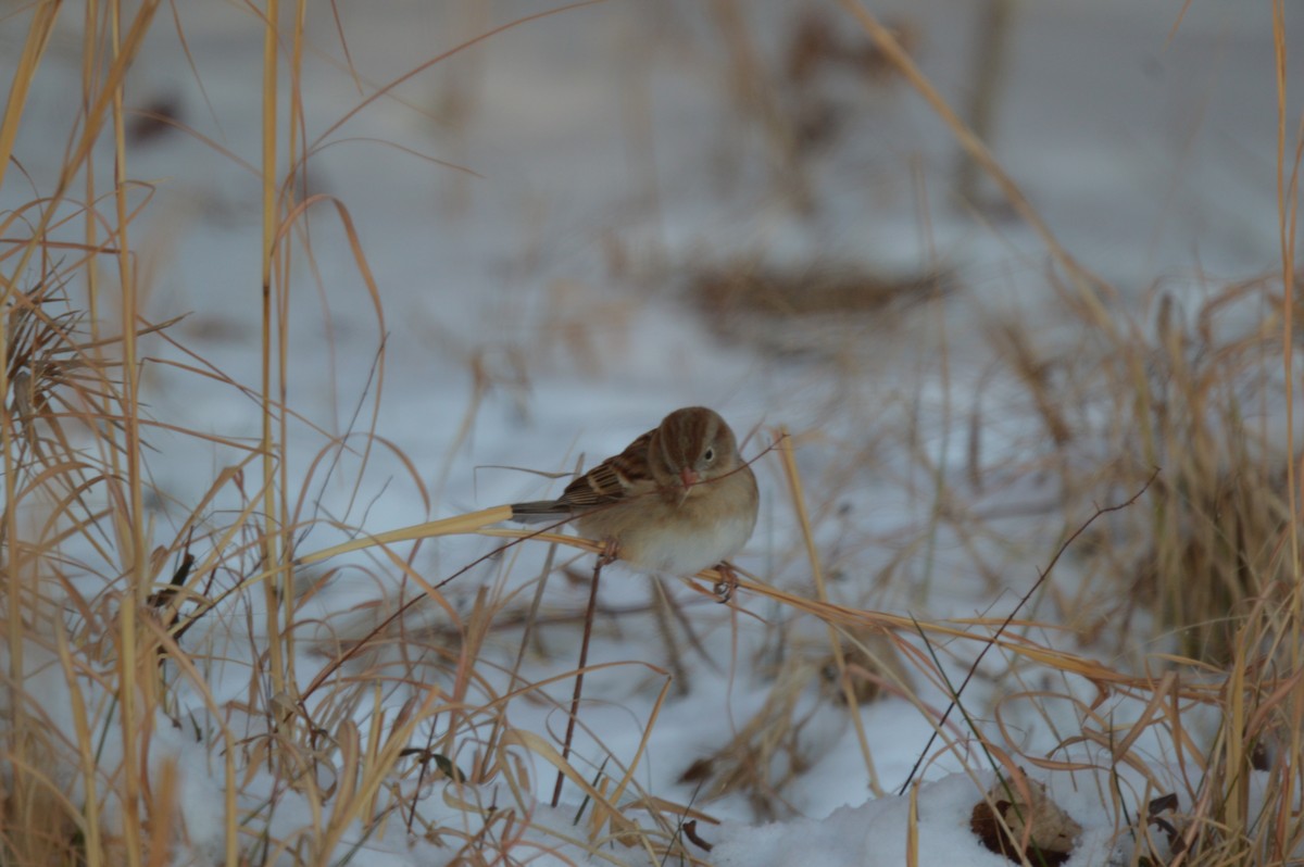 Chingolo Campestre - ML647663881