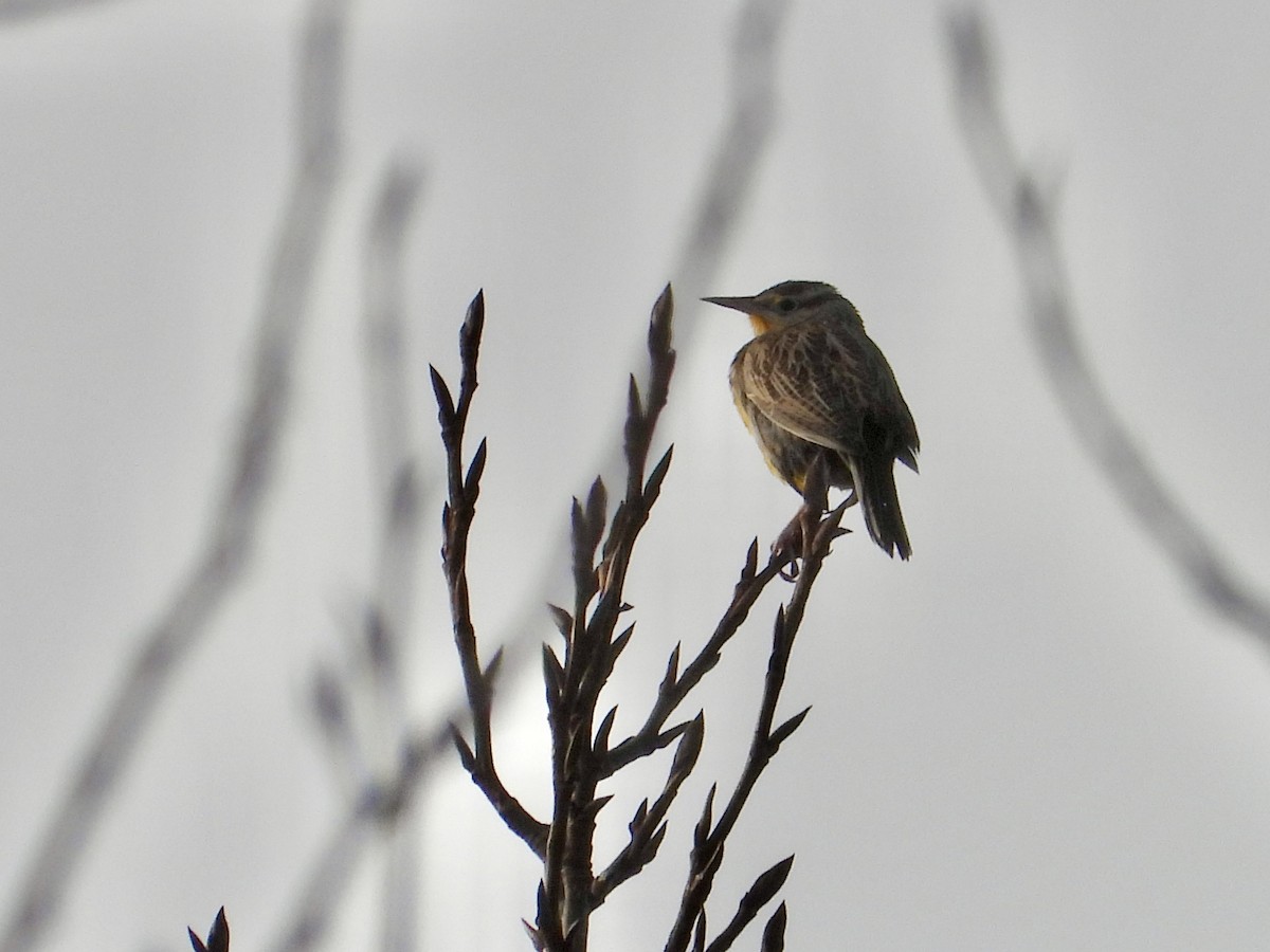 Pradero Occidental - ML647663882