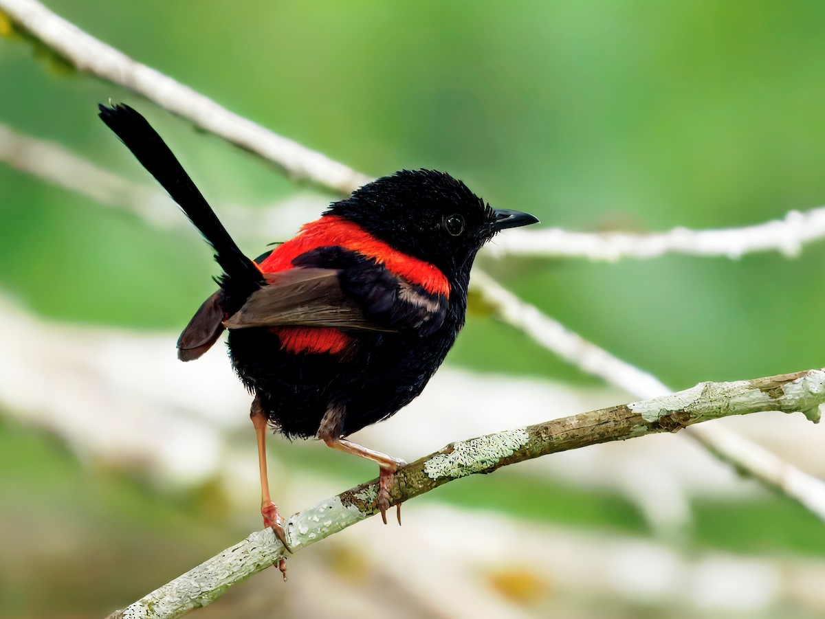 Maluro Dorsirrojo - ML647663883