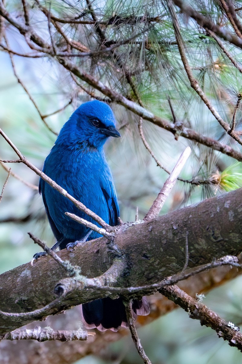 Chara Unicolor - ML647663884