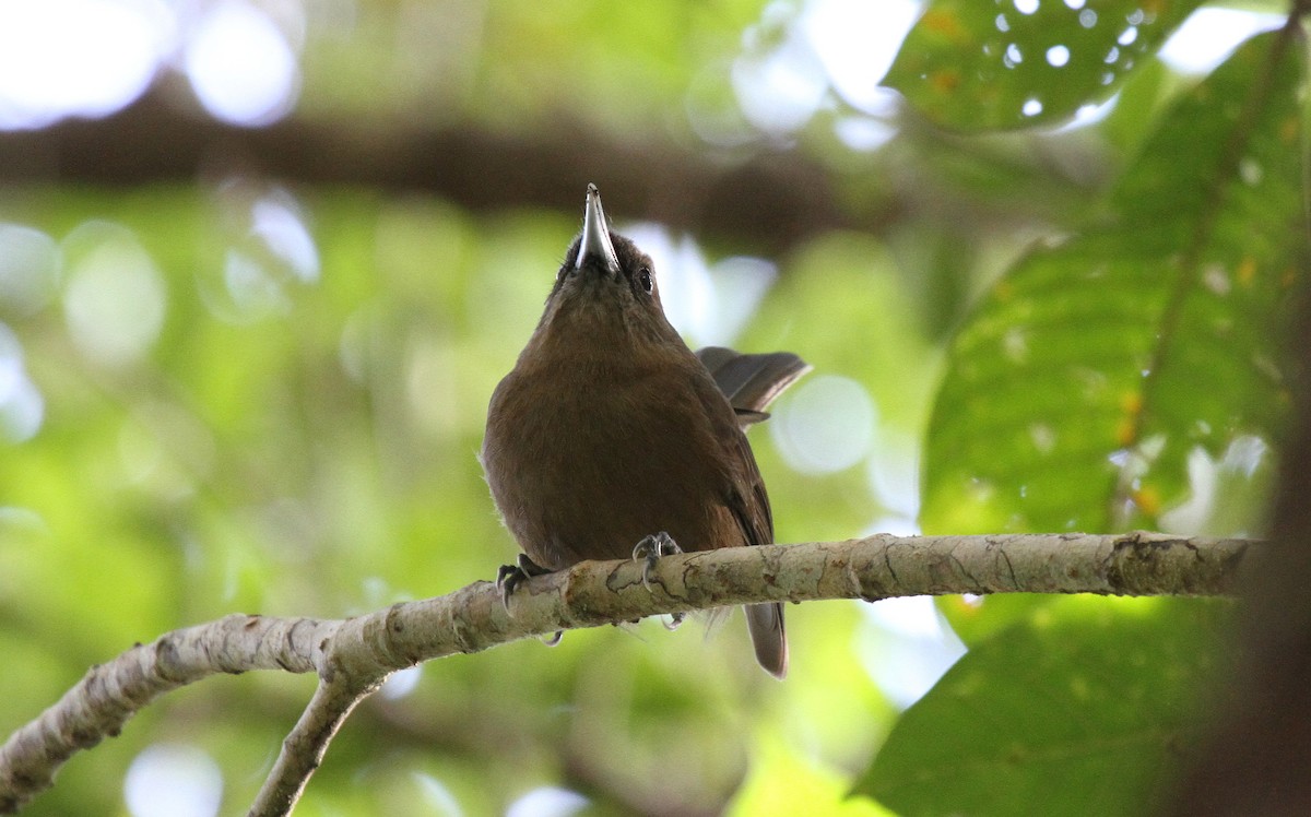 Monarca Pardo - ML647663894