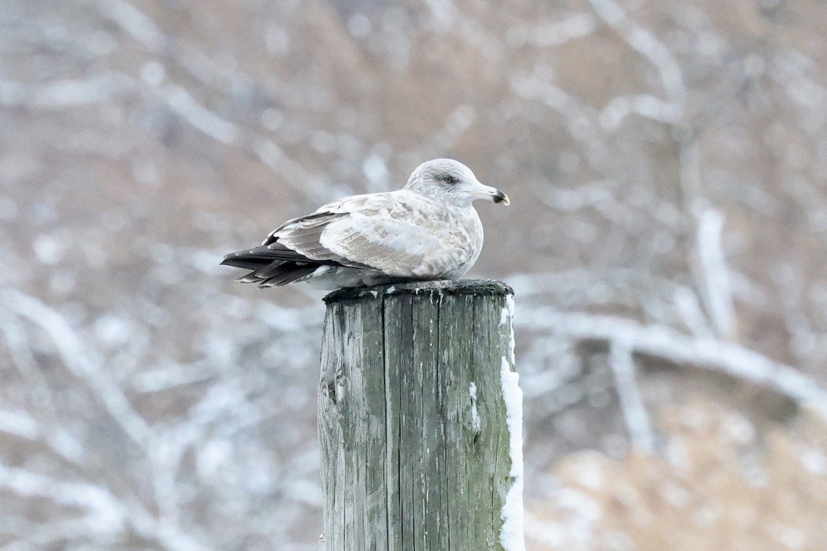 Kanadamöwe - ML647663896