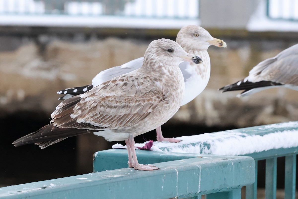 Kanadamöwe - ML647663897