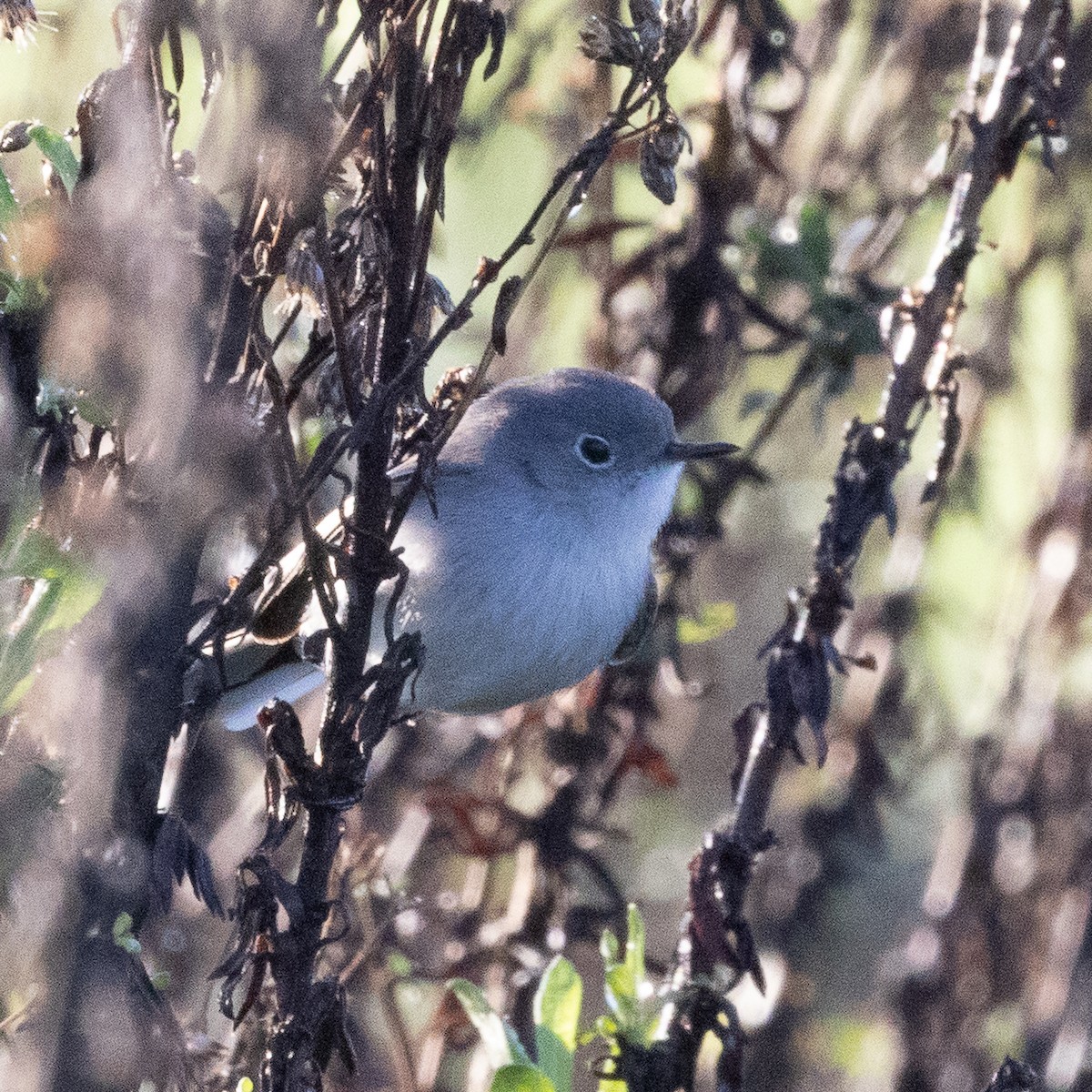 Blue-gray Gnatcatcher - ML647663928