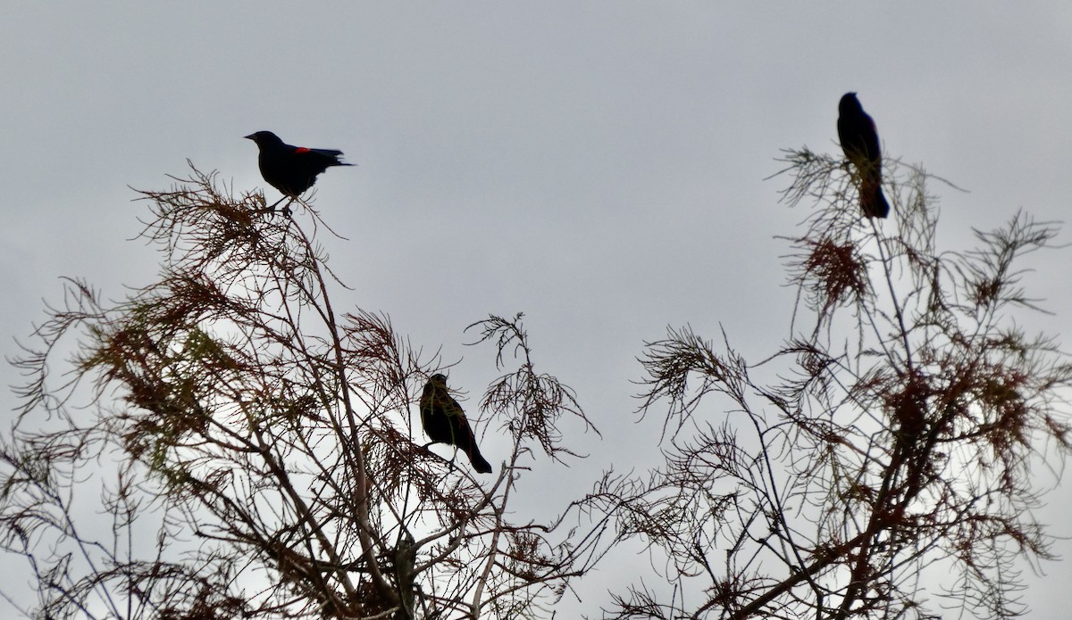 Red-winged Blackbird - ML647663948