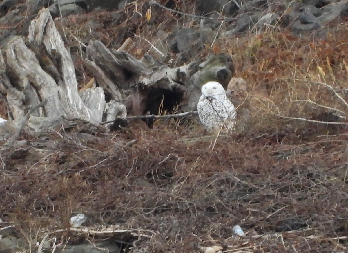 Snowy Owl - ML647663976